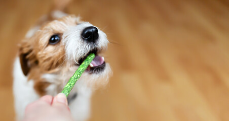 Hand giving snack treat to a healthy dog. Teeth cleaning, pet dental care banner, background.