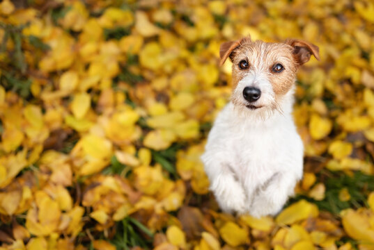 Happy smiling pet dog begging in the autumn leaves. Fall background.