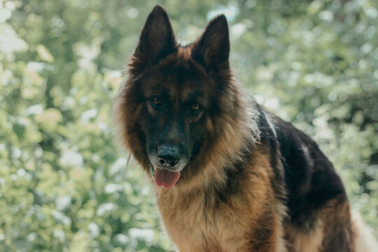 Dog standing on wooden deck in the garden during daylight