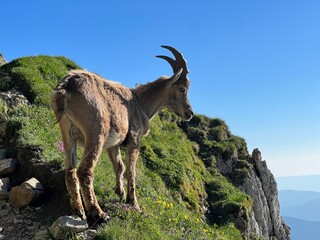 Bouquetin alpes