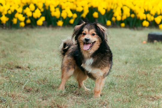 Dog stands in front of yellow flowers during a sunny day in a garden