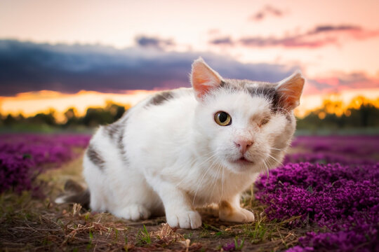 Cat sitting in a field of purple flowers during sunset with a colorful sky in the background