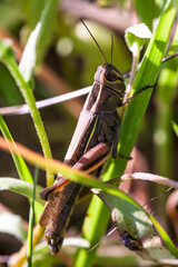 Macro locust