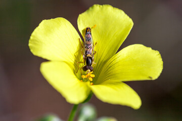 Bee eating pollen from flower