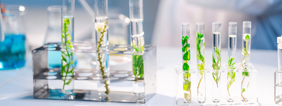 Natural organic green botany laboratory with scientific glassware, Alternative herb medicine or skin care beauty products, Plant cosmetic chemistry research and dermatology development concept.