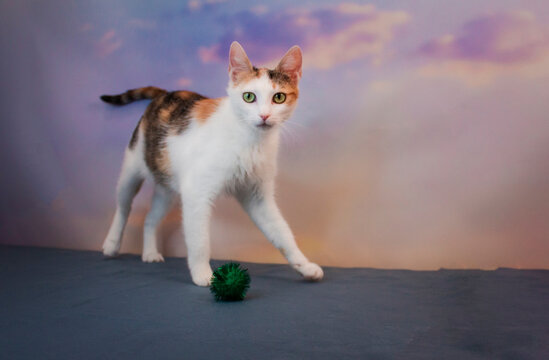 Cat plays with a green toy ball on a soft surface against a colorful backdrop