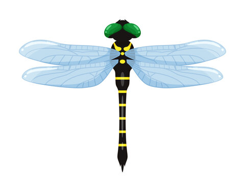 Anotogaster Sieboldii