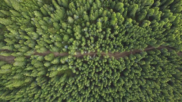 Aerial top down drone view of dirt road trough a dense pine forest