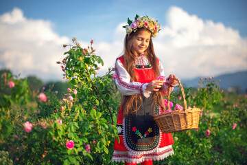 Beautiful girl, young bulgarian woman in ethnic folklore dress enjoying aromatic roses and picking perfumery oil-bearing rose (Rosa Damascena) in Rose Valley of Kazanlak - obrazy, fototapety, plakaty