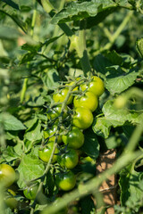 A lot of green tomatoes on a bush in a greenhouse. Tomato plants in greenhouse. Green tomatoes plantation. Organic farming, young tomato plants growth in greenhouse.