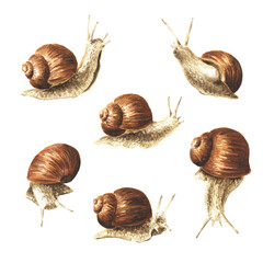 Achatina fulica, giant snails set. Hand drawn watercolor illustration isolated on white background