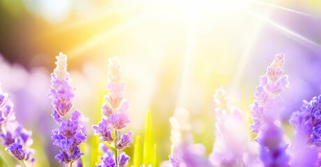 Sunny summer nature background lavender flowers with sunlight and bokeh