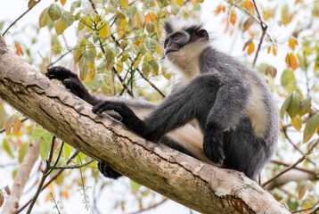 a Thomas's leaf monkey sitting on branch in the rainforest of Gunung Leuser, Bukit Lawang, Sumatra, Indonesia