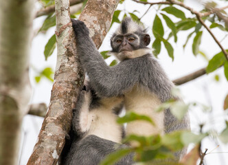 Thomas's leaf monkey mother with a baby, Gunung Leuser National Park, Bukit Lawang, Sumatra, Indonesia