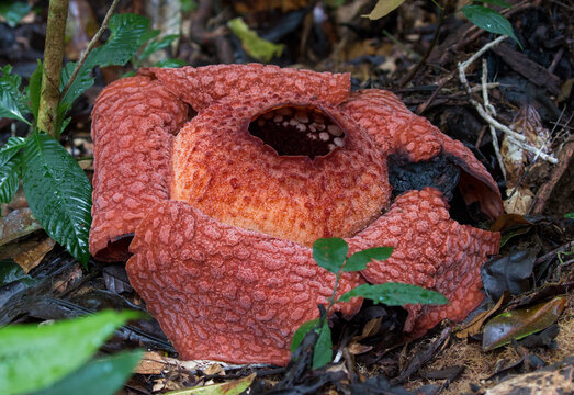Rafflesia Arnoldi, Gunung Leuser National Park, Bukit Lawang, Sumatra, Indonesia