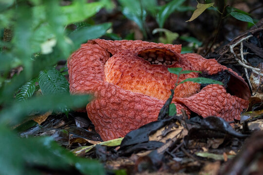 Rafflesia, Gunung Leuser National Park, Bukit Lawang, Sumatra, Indonesia