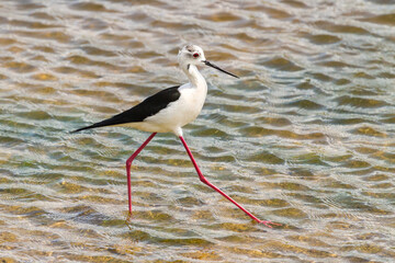 Black-winged Stilt bird in water