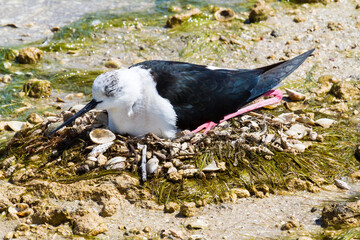 Black-winged Stilt bird hatching eggs
