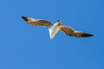 Seagull in flight