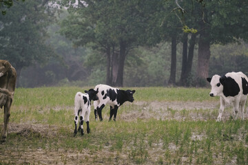 Calves in Texas spring field on farm.