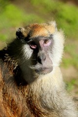 Sad face of rhesus monkey (Macaca mulatta) showing feelings