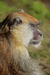 Head of rhesus monkey (Macaca mulatta) in close up