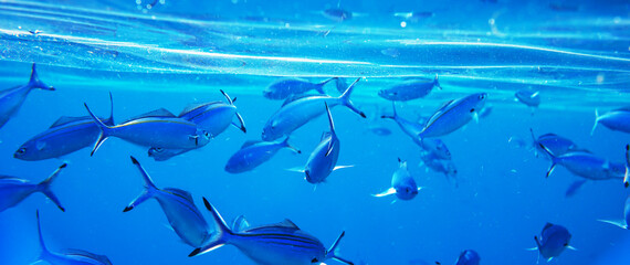 Coral fish
