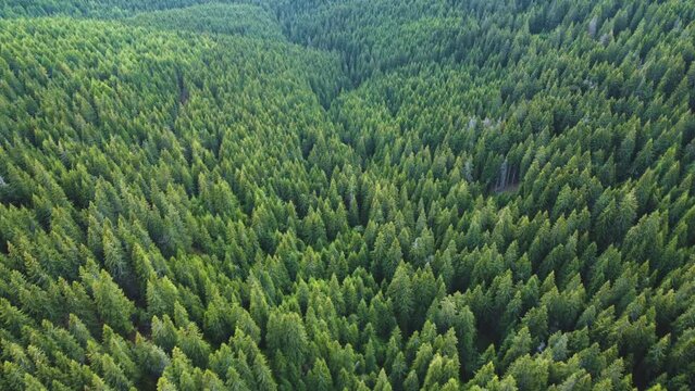 Aerial view of forest in Carpathian Mountains, Romania. Drone shot flying over spruce conifer treetops, nature background footage. High mountains covered with green spruce forest in the summer 4k
