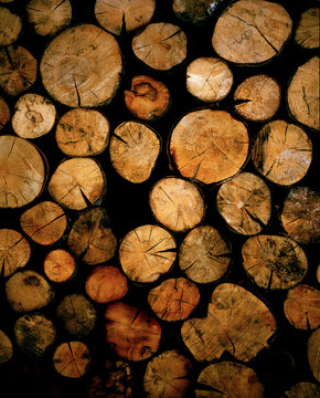 Pile of logs