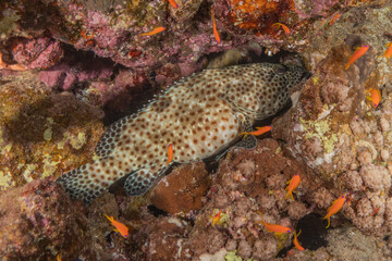 Fish swimming in the Red Sea, colorful fish, Eilat Israel
