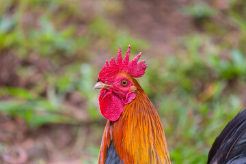 Rooster on Hawaii