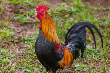 Rooster on Hawaii