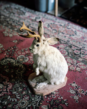 Taxidermy jackalope
