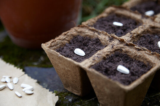 Seeds in planters