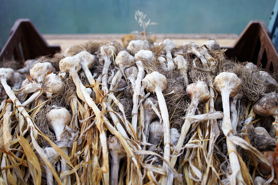 Pile of garlic bulbs