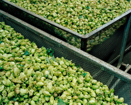 Hops in metal bin