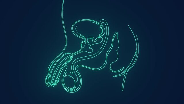 Human Male Reproductive System anatomy medical examination Animation