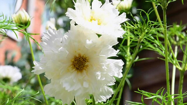 Cosmos bipinnatus Double White flower in the garden. Summer flowers in bloom.