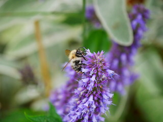 Nature's Pollinator: A Bee's Ballet Amid Blossoms
