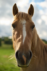 Horse lookin at camera