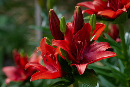 Lilium rouge Back Out (jardin du ruisseau de l'&eacute;glise 2023)
