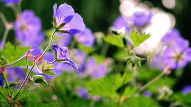 Violet flowers on English summer garden 