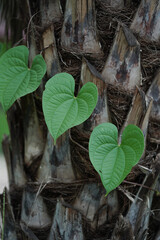 Beautiful nature flower and leaves