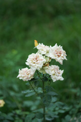 Beautiful nature flower and leaves