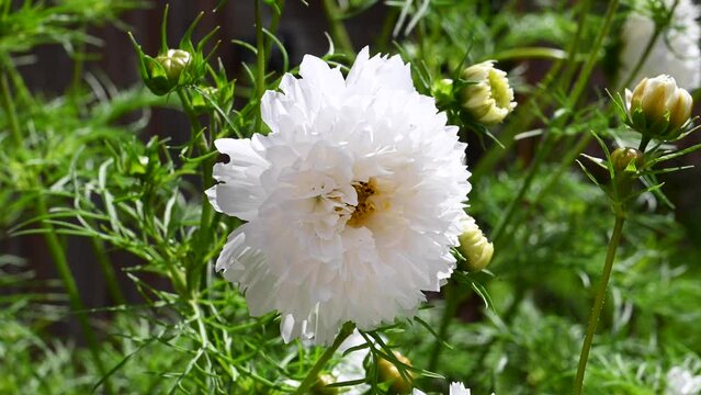 Cosmos bipinnatus Double White flower in the garden. Summer flowers in bloom.