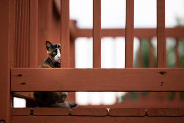 cat on the porch hiding behind the railing