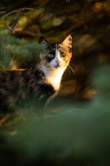 Calico cat in the woods looking at camera