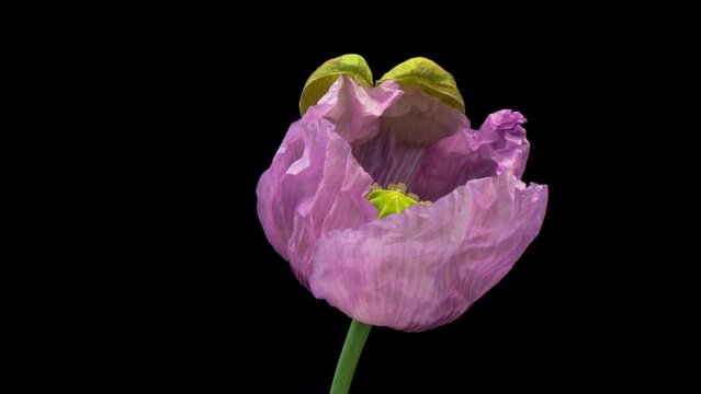 Macro time lapse blooming opium poppy (Papaver somniferum) flower, isolated on pure black background