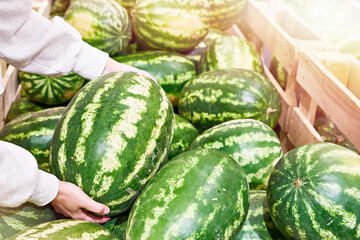 Watermelon in hands