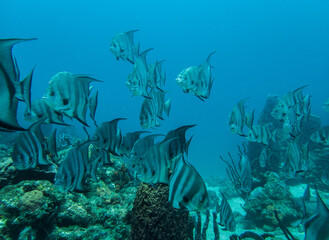 Banc de Platax dans la mer des Caraïbes
